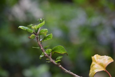 seçici odak noktasında bulanık arkaplan üzerine sarı yaprak bitkisi