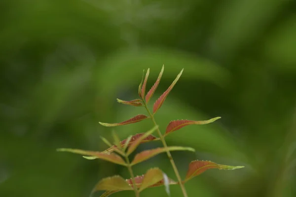 Neem Frunze Fundal Neclară — Fotografie, imagine de stoc