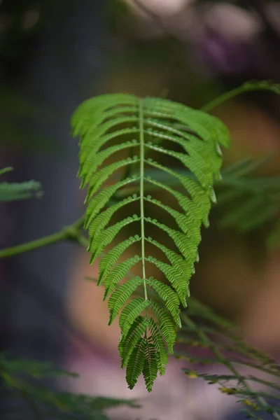 Зеленое Растение Листьями Размытом Фоне — стоковое фото