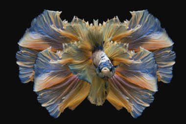 Siyam dövüşen balıkları siyah arka planda izole edilmiş.