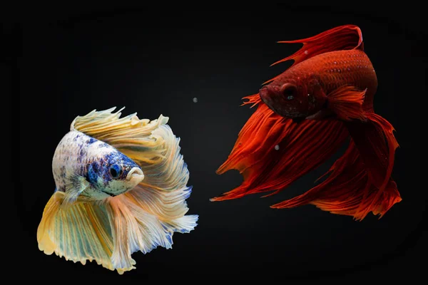 Siamese fighting fish in movement isolated on black background