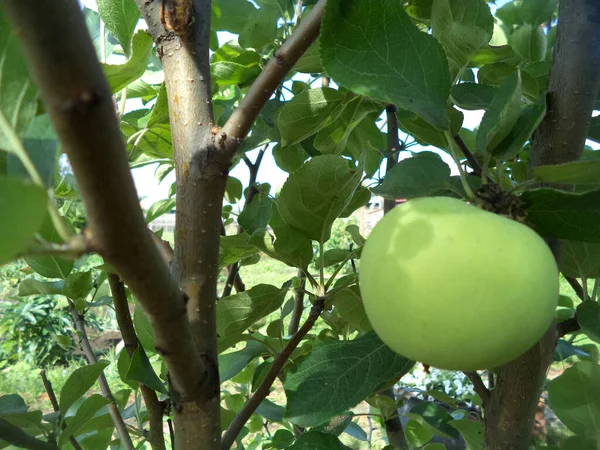 Ett Grönt Äpple Hänger Trädgren Äppelträd Med Frukt — Stockfoto