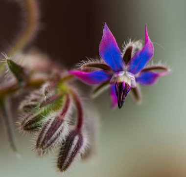 Borage bitkisinin görüntüsü