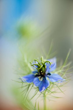 Mavi nigella çiçeği 