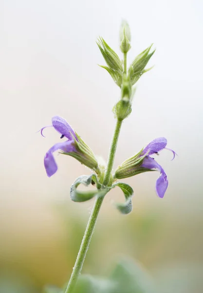 A zsálya közelsége — Stock Fotó