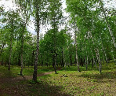 Güzel, ılık bir bahar gününde Birch korusu,