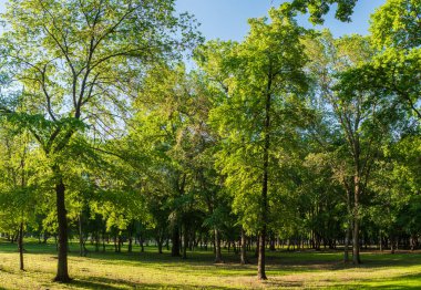 Güneşli bir sabahın ışığında yeşil çimenler.