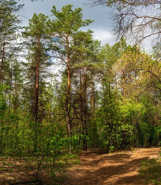 Une Route Dans Une Forêt Été Ensoleillée — Photo