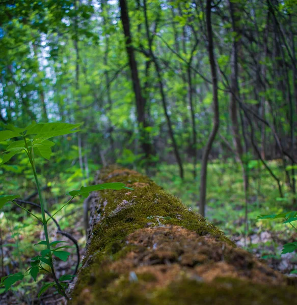 Πράσινο Βλαστάρι Στο Παλιό Βαθύ Δάσος — Φωτογραφία Αρχείου