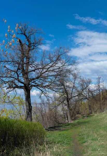 Printemps Vieux Chênes Sur Une Rivière Profonde — Photo