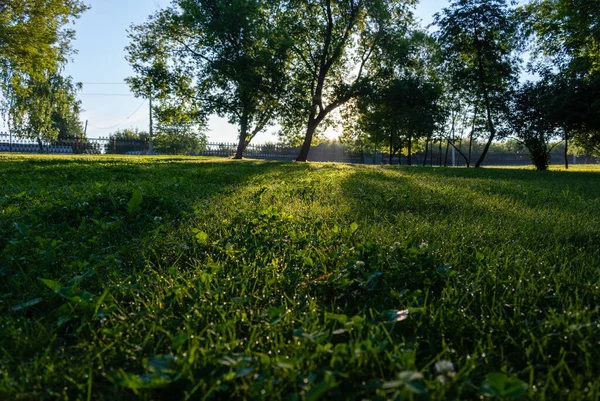 Dewdrops like diamonds on the morning green grass. 4