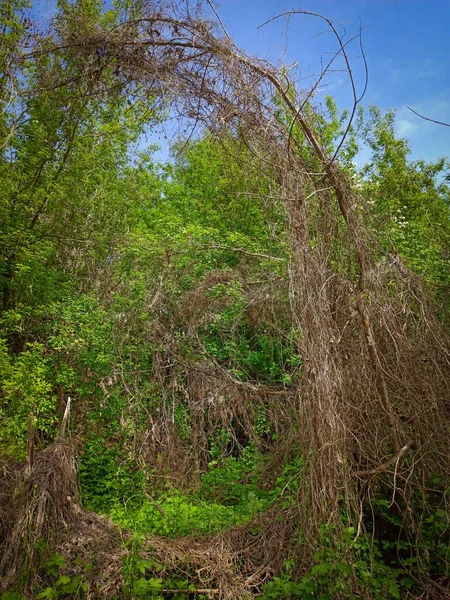 Arche Branches Sèches Sur Fond Végétation Verte — Photo