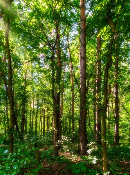 茂密的森林中的太阳光 免版税图库照片