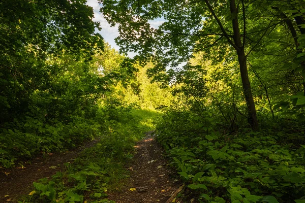 Chemin Terre Forêt Sombre — Photo