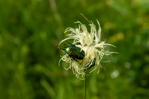 Bronze beetle on a Safflower flower close up — Stock Photo, Image