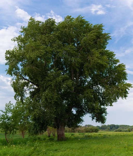 An old tree standing alone Stock Image