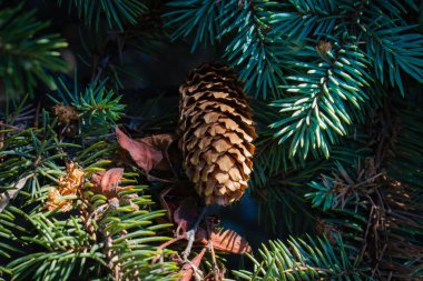 Kabarık yeşil bir dalda bir köknar konisi.