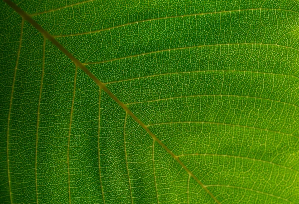 Grünes Blatt Mit Schlieren Textur — Stockfoto