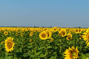 Yeşil arka planda sarı ayçiçeği tarlası. 2