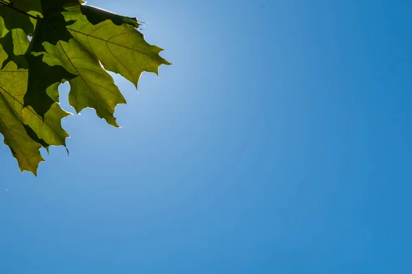 Grüne Ahornblätter Auf Blauem Himmel — Stockfoto