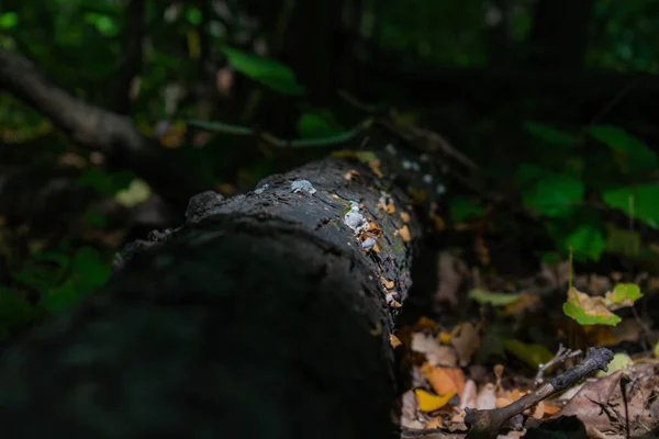 Champignons Sur Arbre Tombé Dans Forêt — Photo
