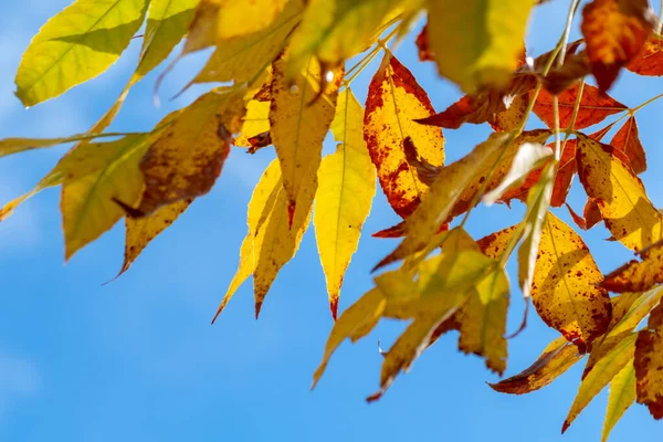 Листья желтеют осенью — стоковое фото