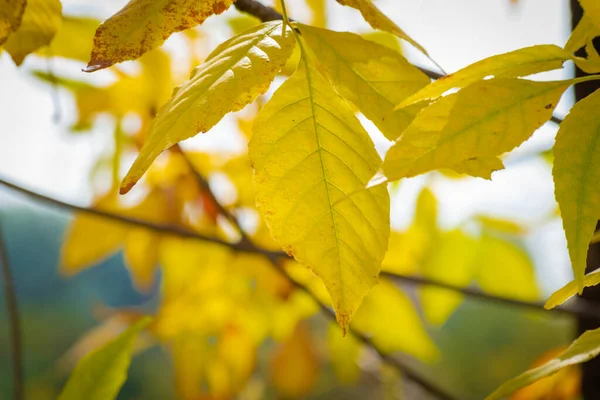 Žluté podzimní listí na světle zeleném pozadí — Stock fotografie