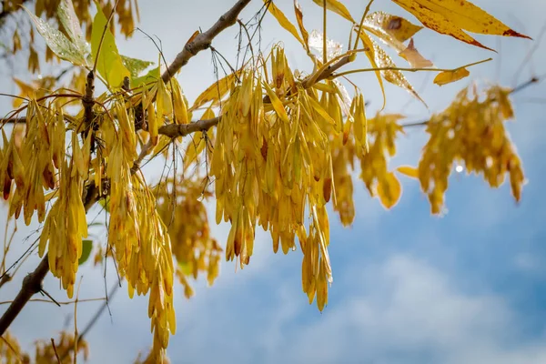 Желтые семена осенью на голубом фоне — стоковое фото