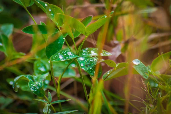 Large drops of dew on green leaves — Stock Photo, Image