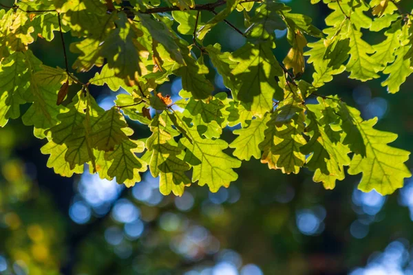 Зеленый Дуб Листья Темном Фоне — стоковое фото