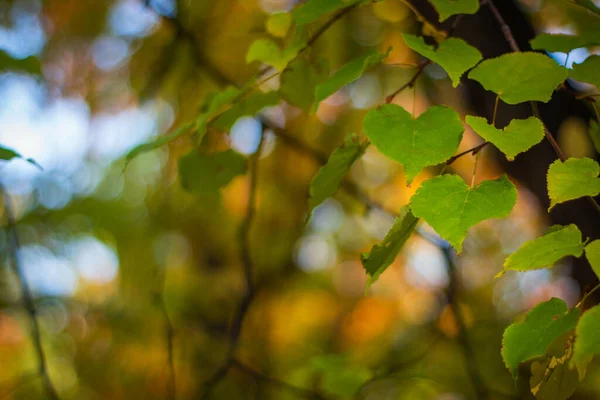 Grüne Blätter Herzform — Stockfoto