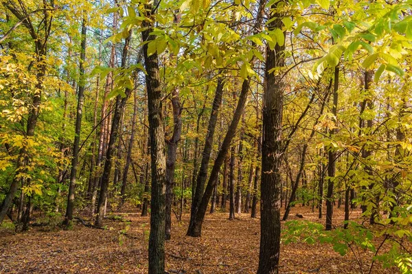 Début Automne Dans Forêt — Photo