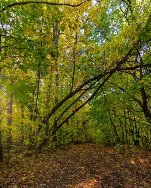 Lesní Cesta Spadlým Listím — Stock fotografie