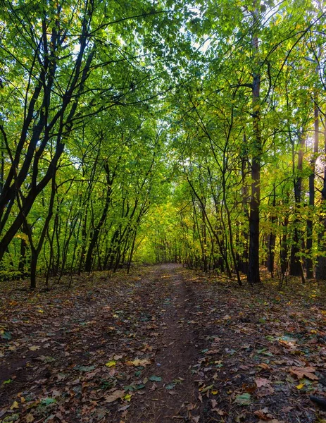 Camino Tierra Bosque Sombreado — Foto de Stock