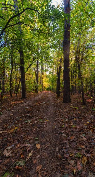 Hojas Caídas Bosque Sombreado — Foto de Stock