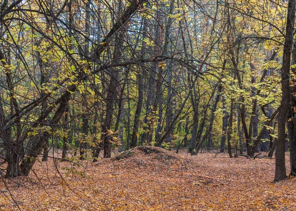 Despejando Bosque Hojas Caídas — Foto de Stock