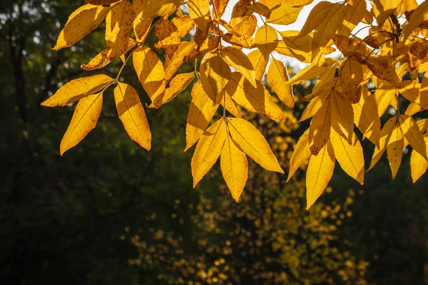 Осенние Желтые Листья Темно Зеленом Фоне — стоковое фото