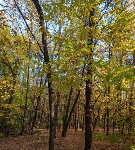 Début Automne Dans Forêt — Photo