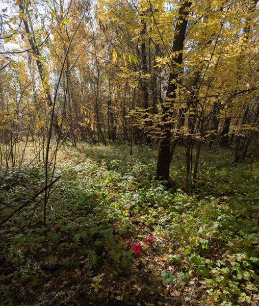 Τελευταίο Πράσινο Φθινόπωρο Ηλιόλουστο Δάσος — Φωτογραφία Αρχείου