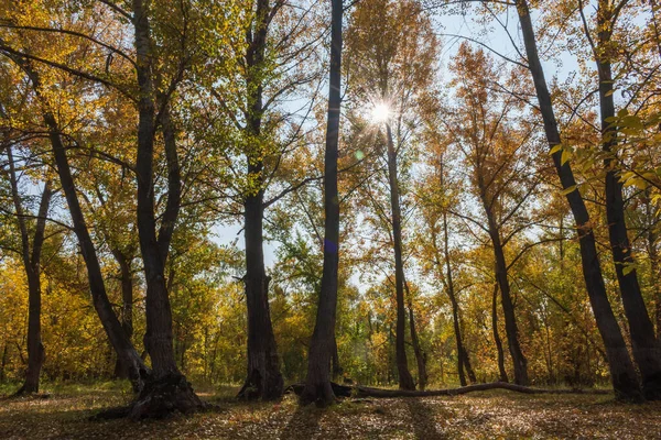 Autumn Landscape Sunny Forest — Stock Photo, Image