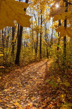 Akçaağaç yaprakları güneşli bir ormanda dökülür.