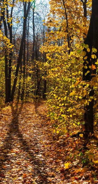 Camino forestal cubierto de hojas — Foto de Stock