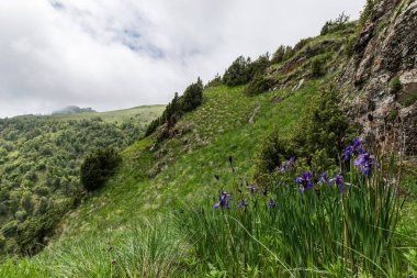 Çiçekli süsen bir dağ yamacında