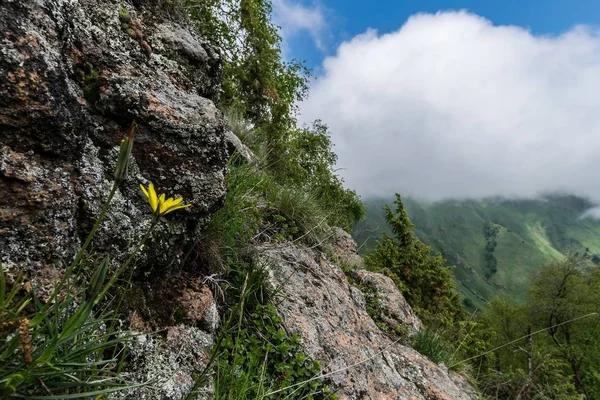 çiçekler bir dağ yamacında