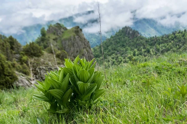 Vertrum lobelinum. Kuzey Kafkasya