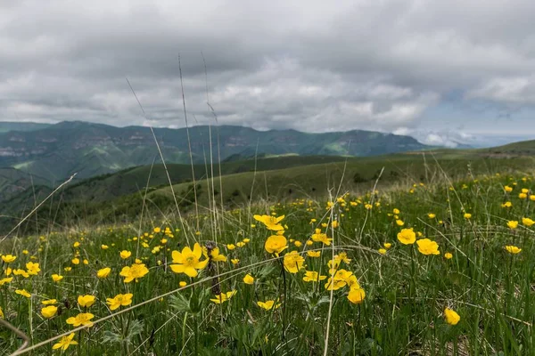 Alp çayırlarında yaz günü