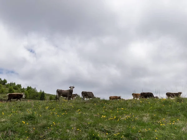 Yaz mera Hayvancılık transfer