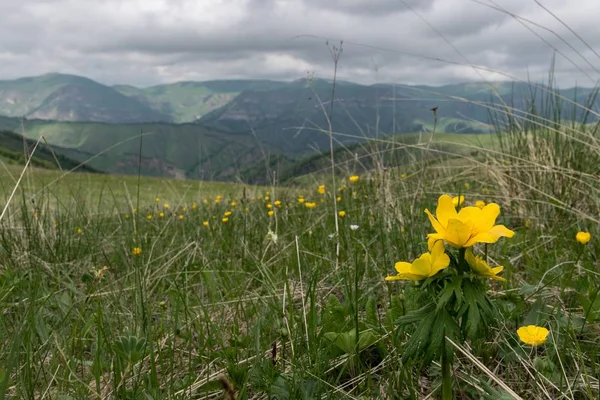 Alp çayırlarında yaz günü