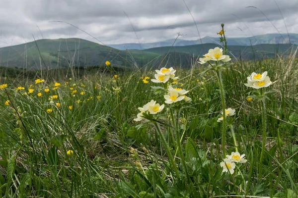 Alp çayırlarında çiçekli anemon