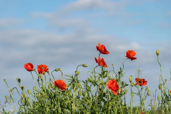Çiçekli haşhaş, erken yaz